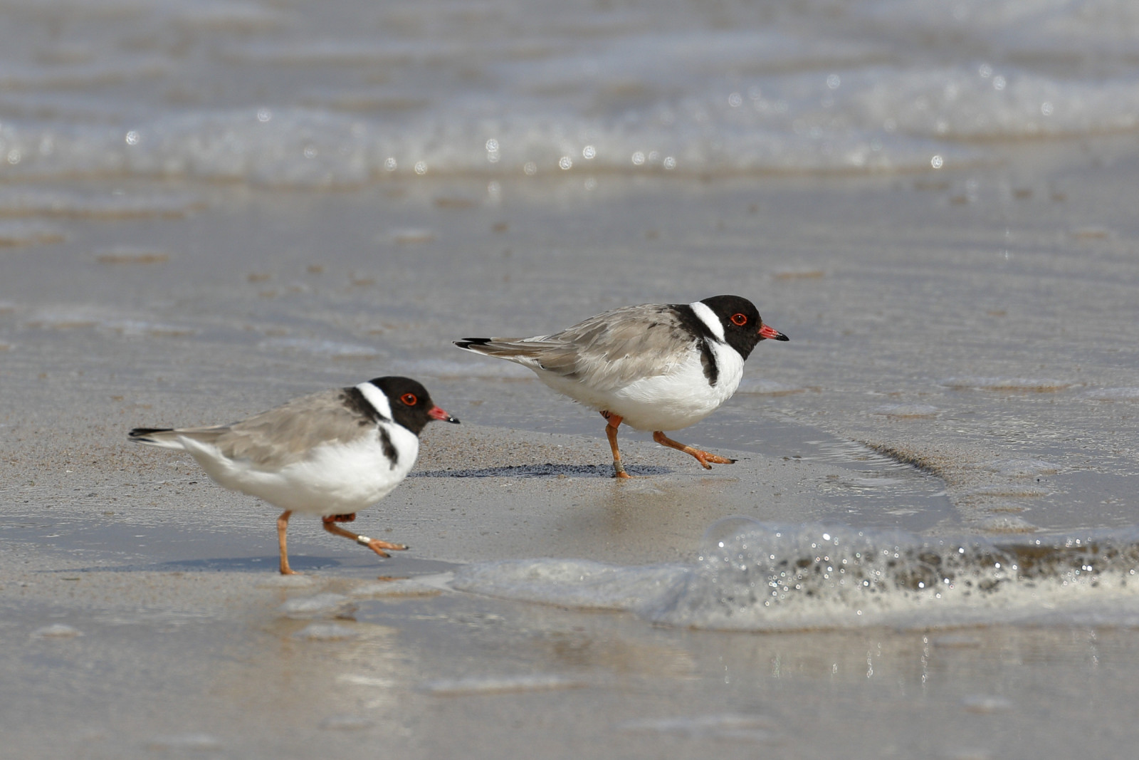 image Hooded Plover